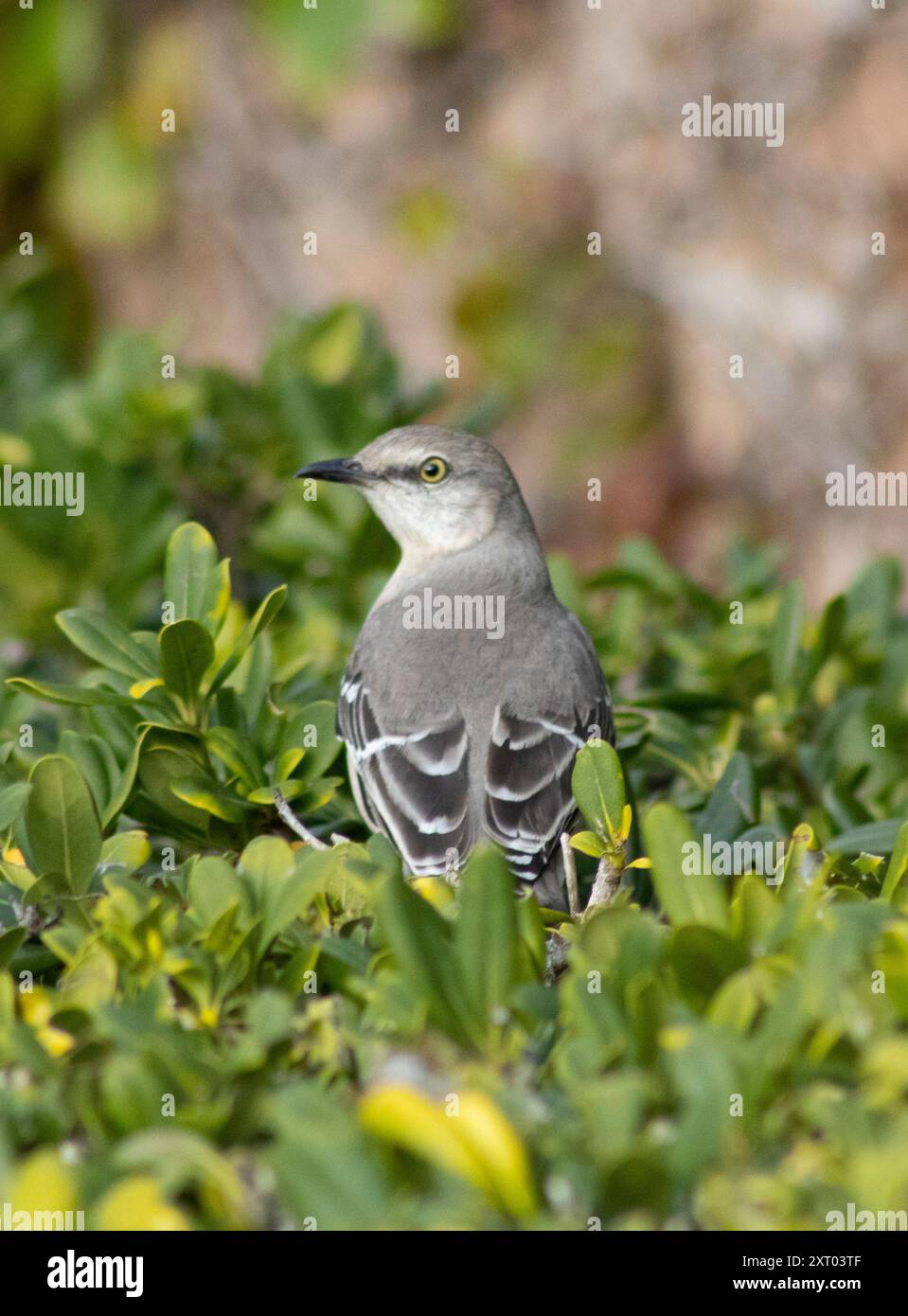 Gelbäugiger grauer Vogel in Büschen Stockfoto