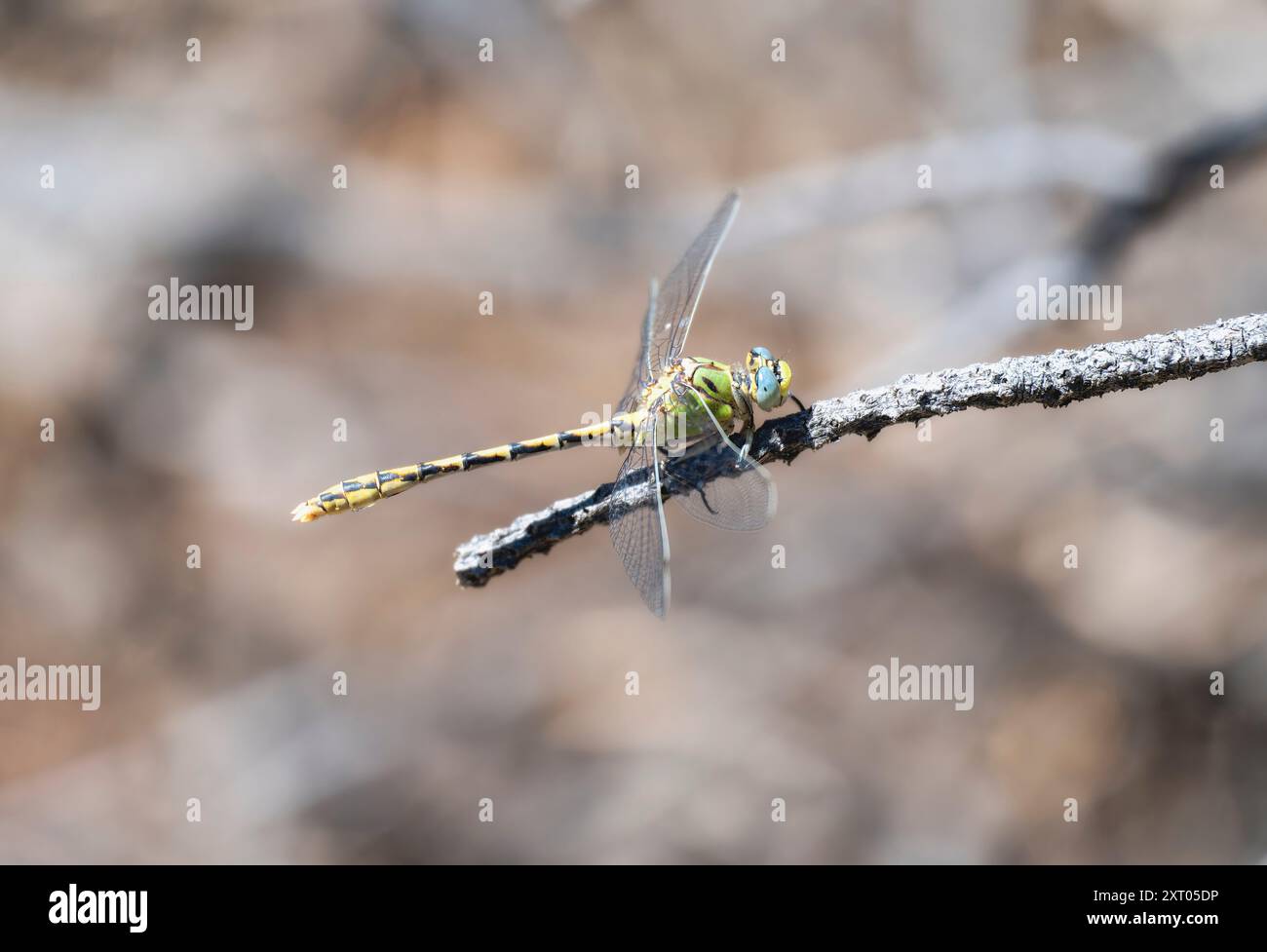 Eine helle Schlangenschwanz-Libelle Ophiogomphus severus thront auf einem Zweig mit leuchtenden Farben vor einem verschwommenen Hintergrund in Colorado. Stockfoto