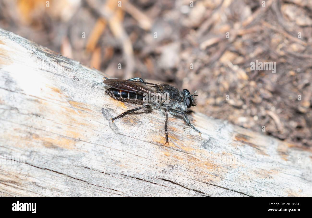 Eine Räuberfliege Gattung Laphria, die auf verwittertem Holz thront und sich mit der Umgebung verschmilzt und gleichzeitig ihre einzigartige Anatomie in einer Landschaft von Colorado zeigt. Stockfoto