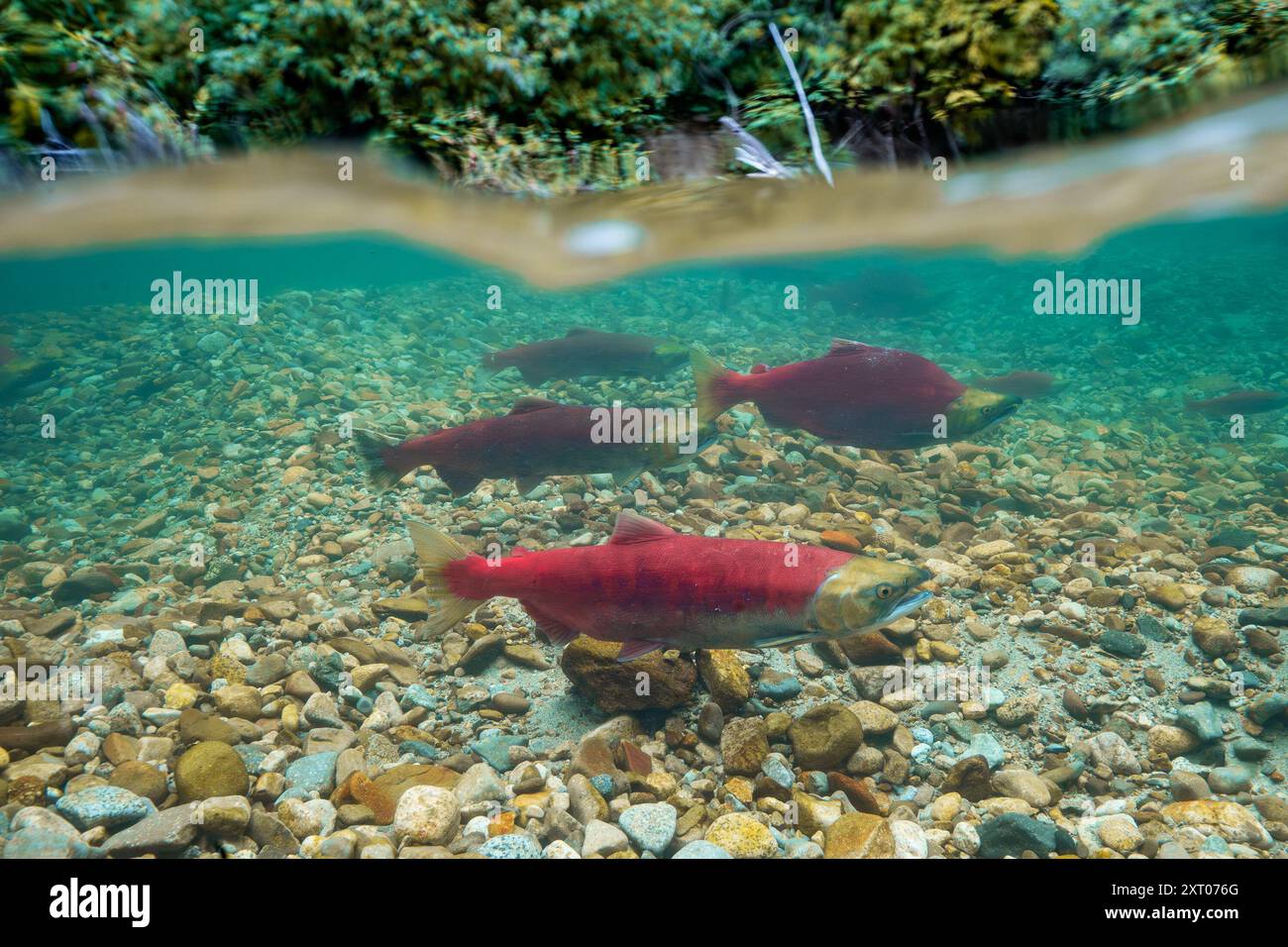 Laichlachs im Lower Fraser Valley, Kanada. Stockfoto