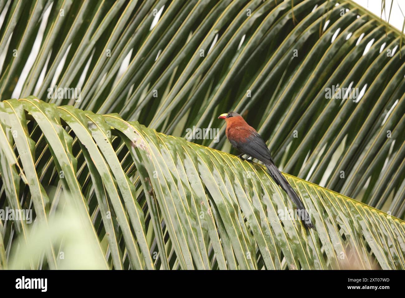 Die Gelbschnabel-Malkoha (Rhamphococcyx calyorhynchus) ist eine Kuckucksart aus der Familie der Cuculidae. Sie ist endemisch in Sulawesi, Indonesien. Stockfoto