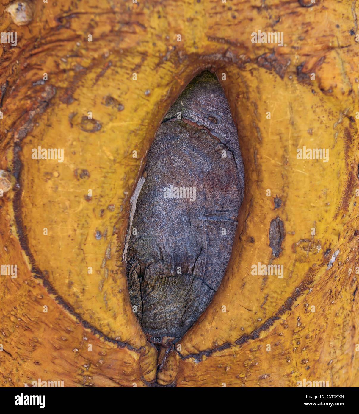 Fantastisches Foto von einem schönen gelben Baum mit abstrakter Figur Stockfoto