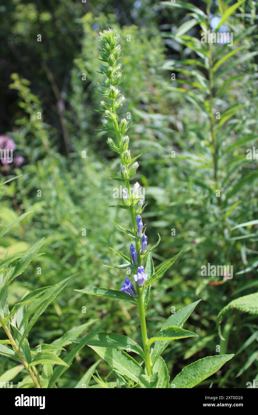 Große blaue Lobelie beginnt zu blühen im Somme Prairie Nature Preserve in Northbrook, Illinois Stockfoto