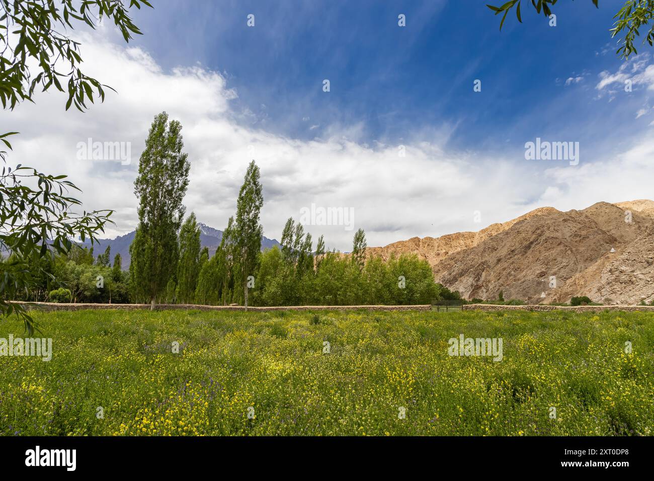 Panoramablick auf die üppige grüne Landschaft einer Landschaft in Leh, Ladakh Stockfoto