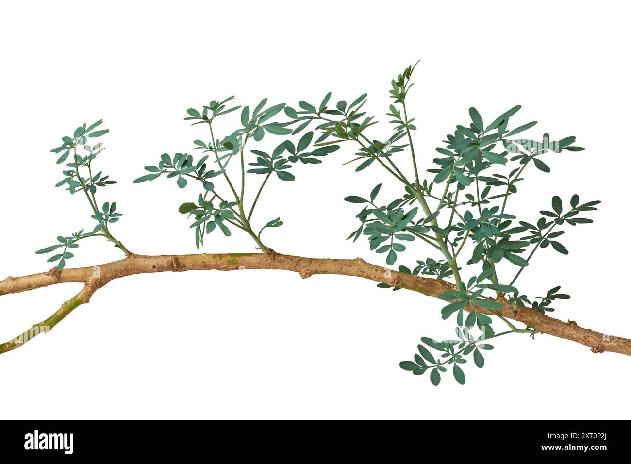 Teil der gewöhnlichen Räuenpflanze isolierter weißer Hintergrund, Zweig der Ruta, Kräuter der Gnade oder Gartenrue Sträucher, aromatisches medizinisches Kräuterblatt Stockfoto