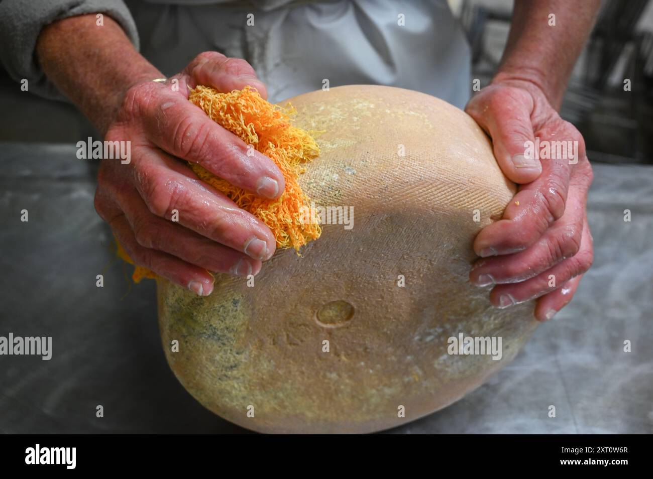 Der Käse wird im Saloir von Fabrèges in den Pyrenäen von Béarn gewaschen, der Bergziegenkäse reift. Artouste, Frankreich Stockfoto
