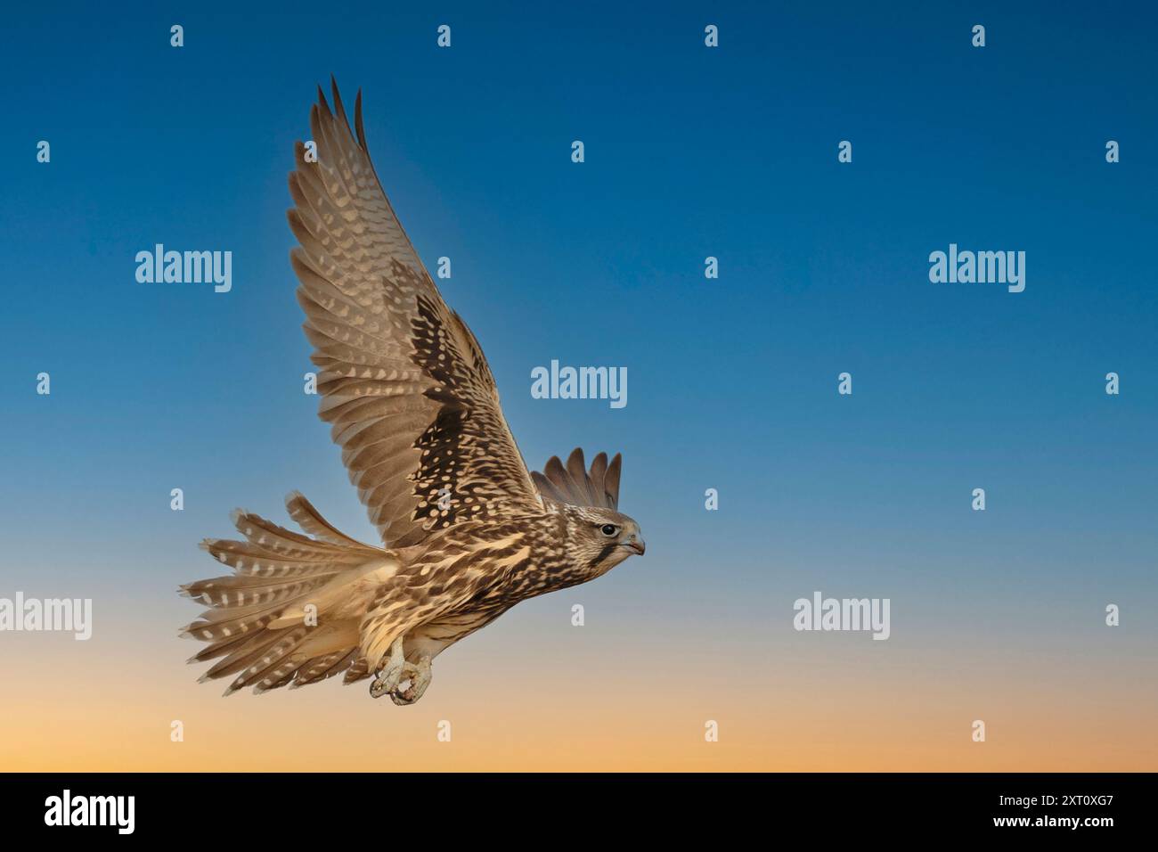 Buteo hemilasius (Buteo hemilasius) ist eine Raubvogelart aus der Familie der Accipitridae. Fotografiert in der Mongolei im Juli Stockfoto