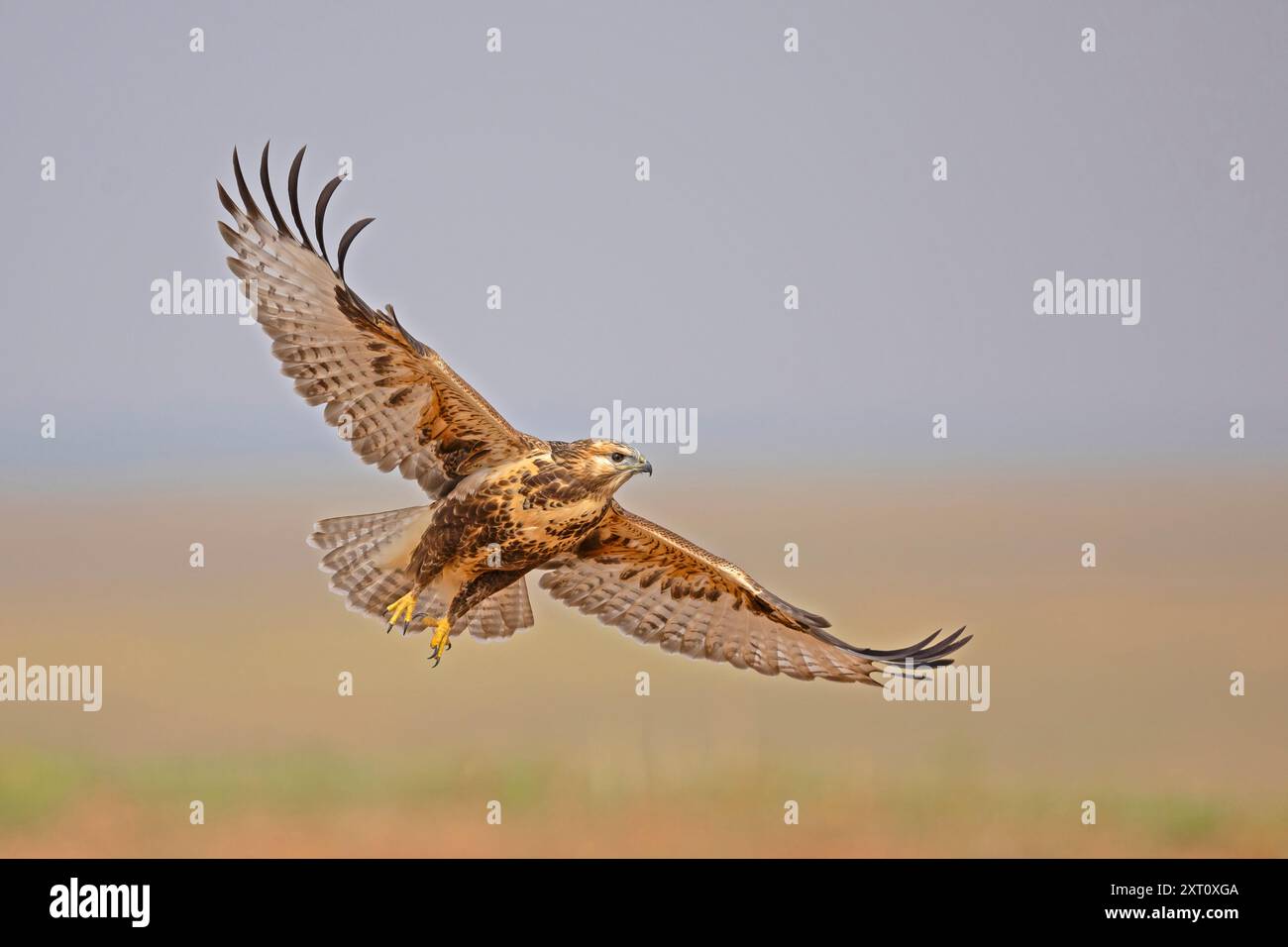 Buteo hemilasius (Buteo hemilasius) ist eine Raubvogelart aus der Familie der Accipitridae. Fotografiert in der Mongolei im Juli Stockfoto