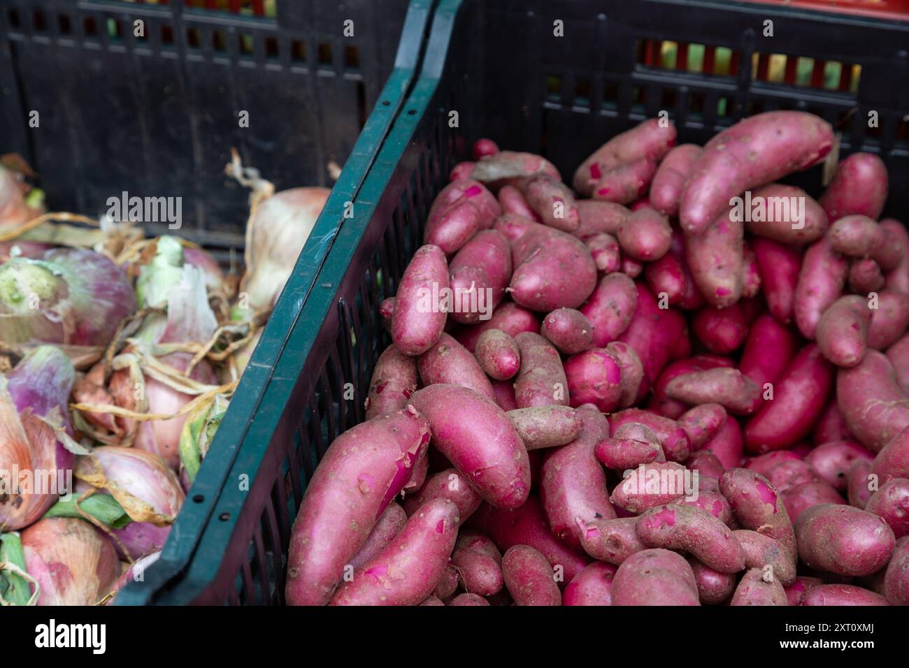 Nahaufnahme von frisch geernteten Bio-Zwiebeln und Kartoffeln in Containerkiste auf dem Trout Lake Farmer's Market in British Columbia Stockfoto