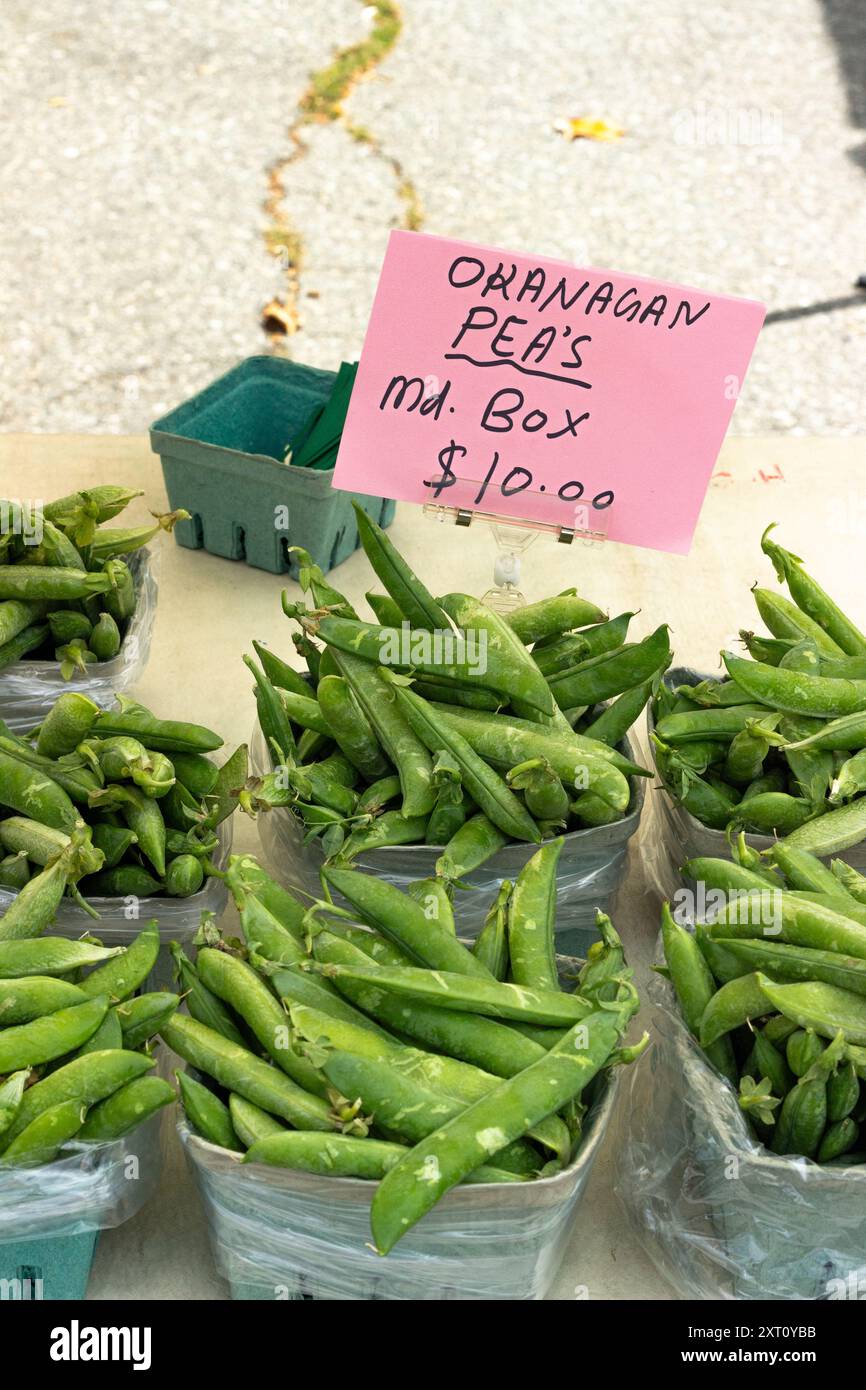 Nahaufnahme und Texturen frisch geernteter Bio-Okanagan-Erbsen auf dem Trout Lake Farmer's Market in British Columbia Stockfoto