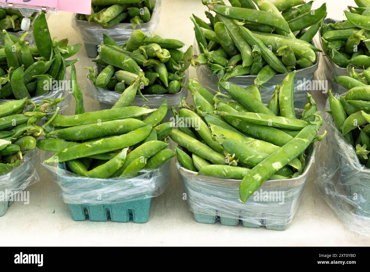 Nahaufnahme und Texturen frisch geernteter Bio-Okanagan-Erbsen auf dem Trout Lake Farmer's Market in British Columbia Stockfoto