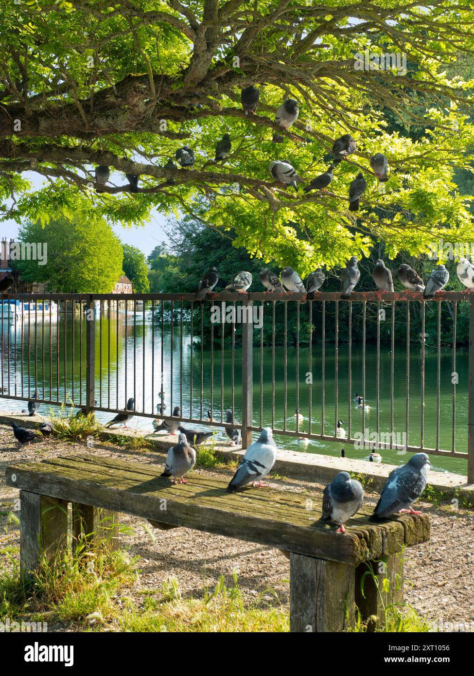 Saint Helen's Wharf ist ein bekannter Schönheitsort an der Themse, direkt oberhalb der mittelalterlichen Brücke bei Abingdon-on-Thames. Die Anlegestelle war jahrhundertelang eine wichtige Transport- und Schifffahrtsverbindung auf der Themse und zwischen den Kanälen von Oxford und den Midlands. Diese hochstehenden Tauben, die jede freie Fläche bedecken, ist mir egal. Sie sind nur erfrischend. Stockfoto