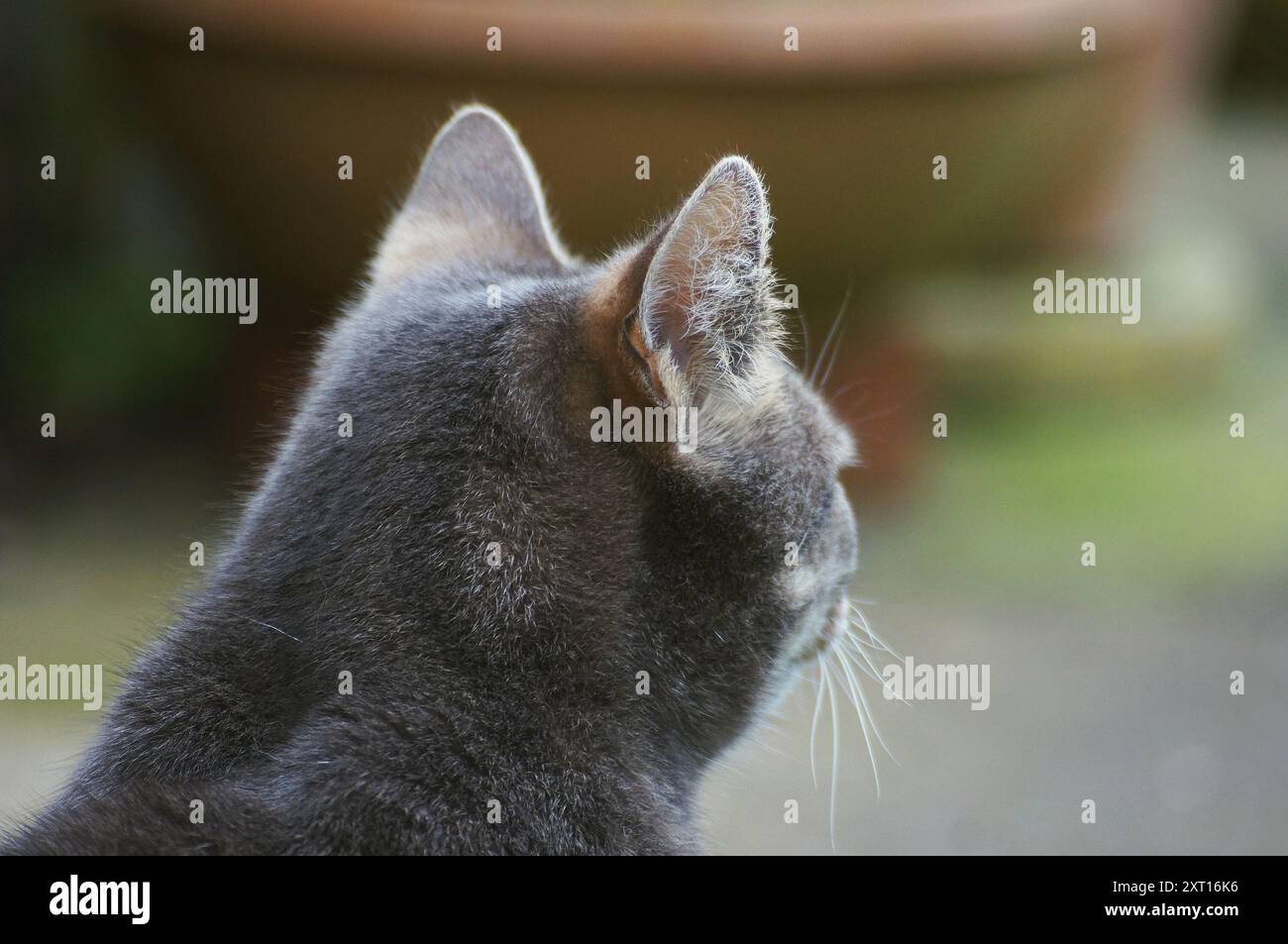 tabby-Katzenportrait von hinten mit weichem Gartenhintergrund Stockfoto