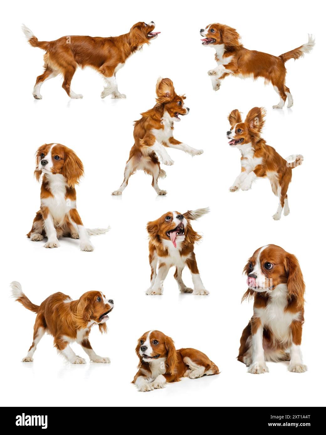 Collage aus verspieltem, reinrassigem, entzückendem König Charles Spaniels in verschiedenen dynamischen Posen, charmant und elegant, isoliert auf weißem Hintergrund Stockfoto