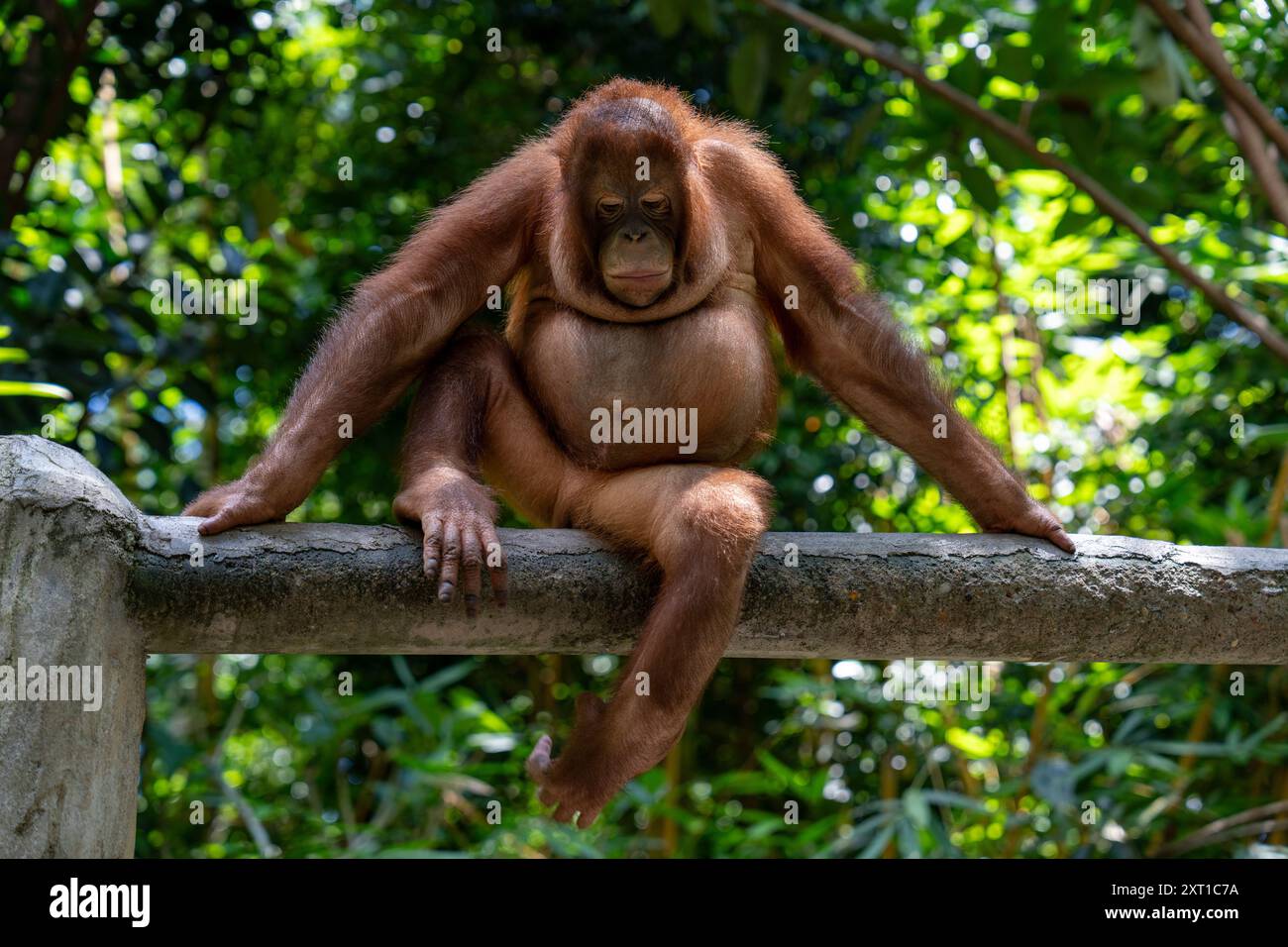 Orang-Utan sitzt auf Holzholz Stockfoto