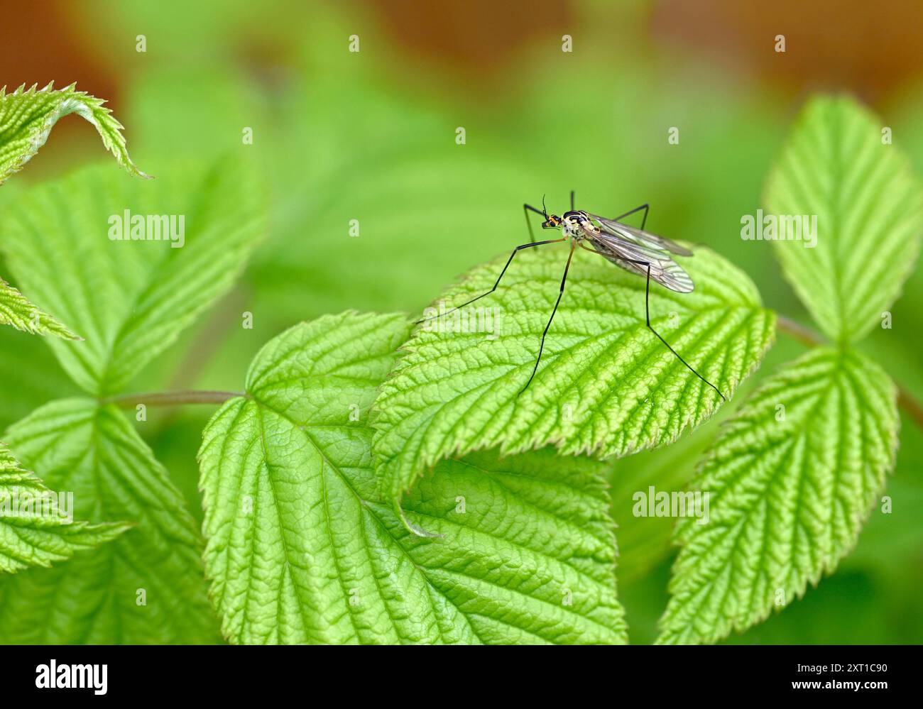 Tiger Cranefly - Nephrotoma flavescens Stockfoto