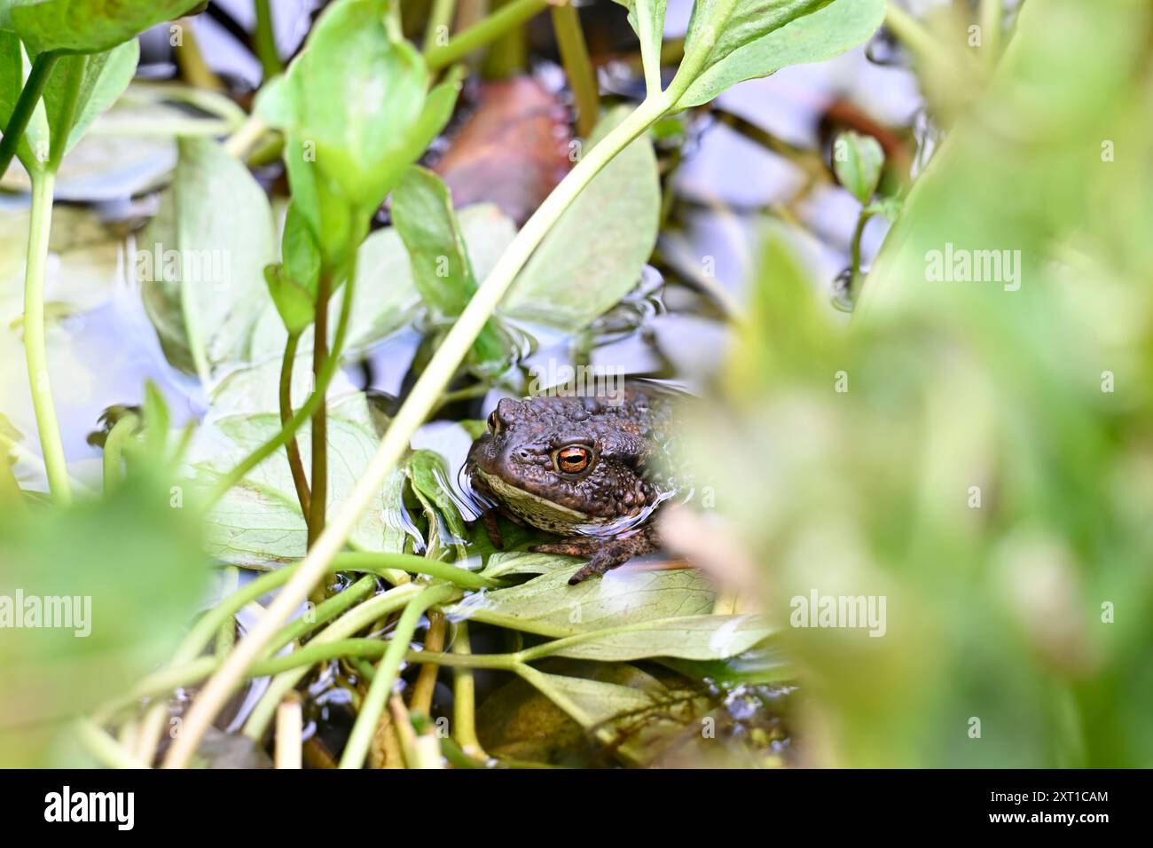 Gewöhnliche Kröte, die sich in einem Gartenteich versteckt Stockfoto