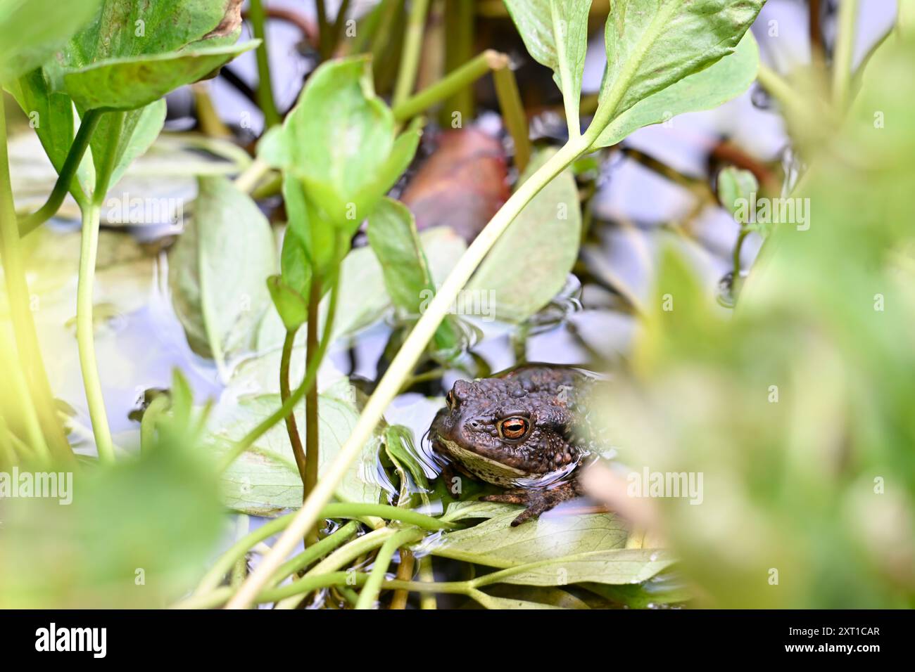 Gewöhnliche Kröte, die sich in einem Gartenteich versteckt Stockfoto