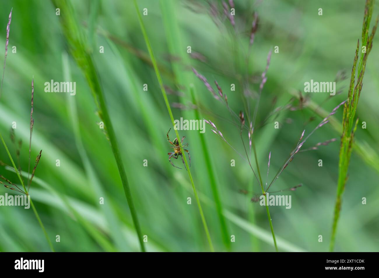 Ventrale Ansicht einer grünen Gurke - Araniella cucurbitina im Melicrasen Stockfoto