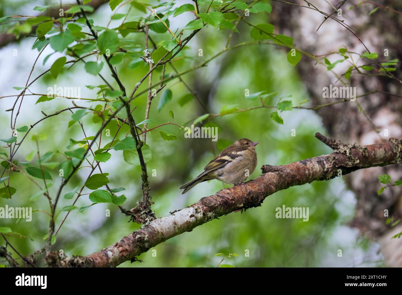 Weiblicher Chaffinch, der auf einem Birkenzweig sitzt Stockfoto