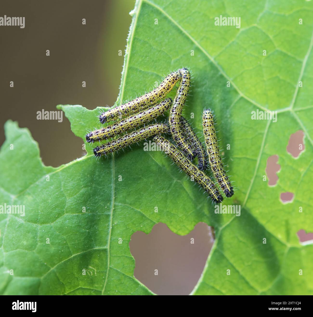Große Weiße Schmetterlingsraupen Stockfoto