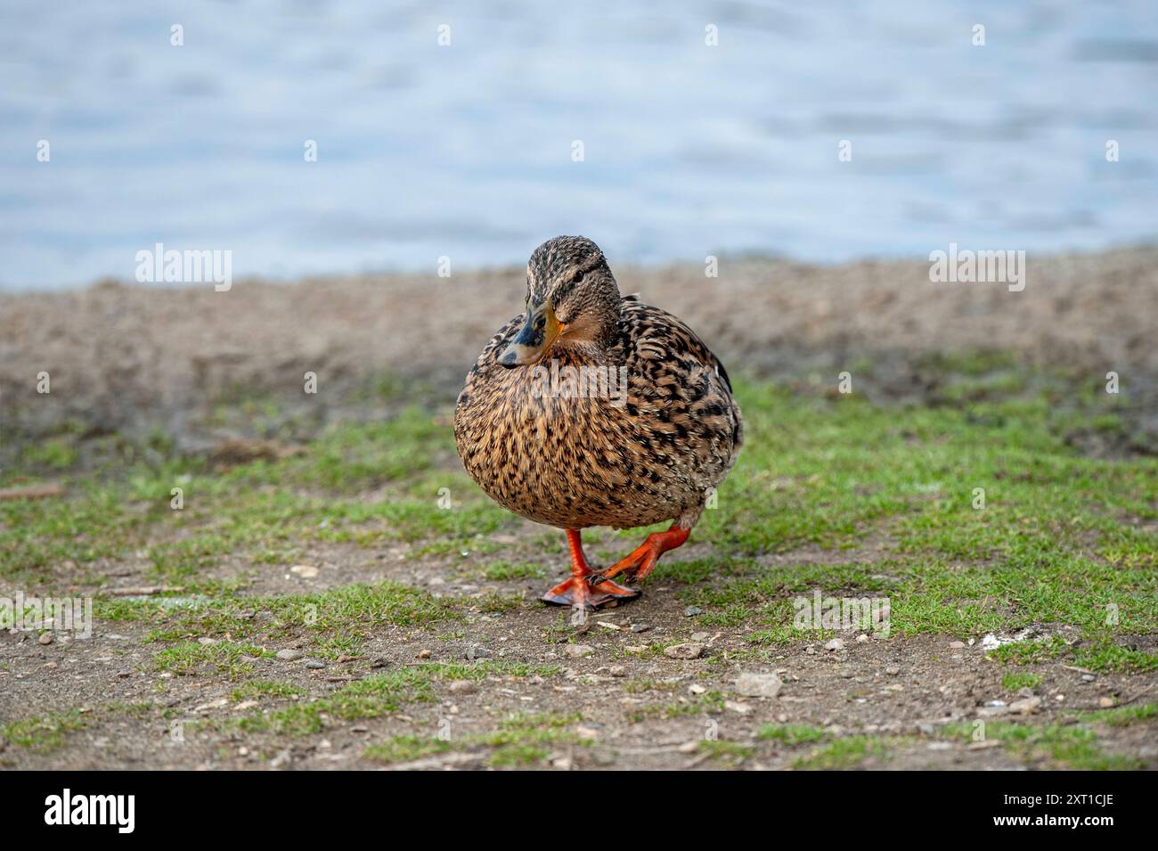 Stockenten-Ente am Ufer eines Sees nach dem Schwimmen Stockfoto