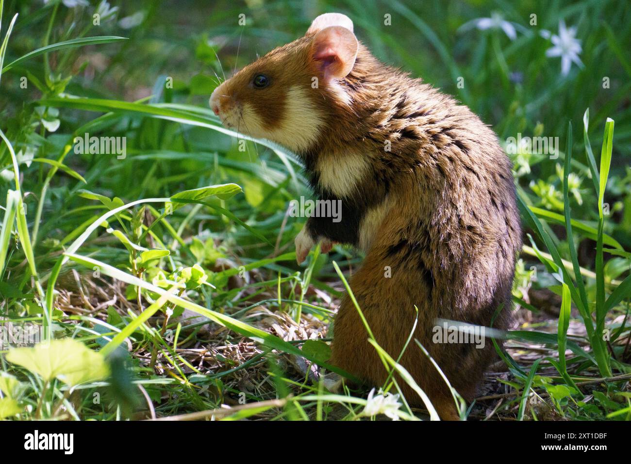 Nahaufnahmen von braunem und weißem europäischem Hamster (oder Schwarzbauchhamster, Cricetus cricetus) in grünem Wiesengras in aufrechter Position, die einen anstarren Stockfoto