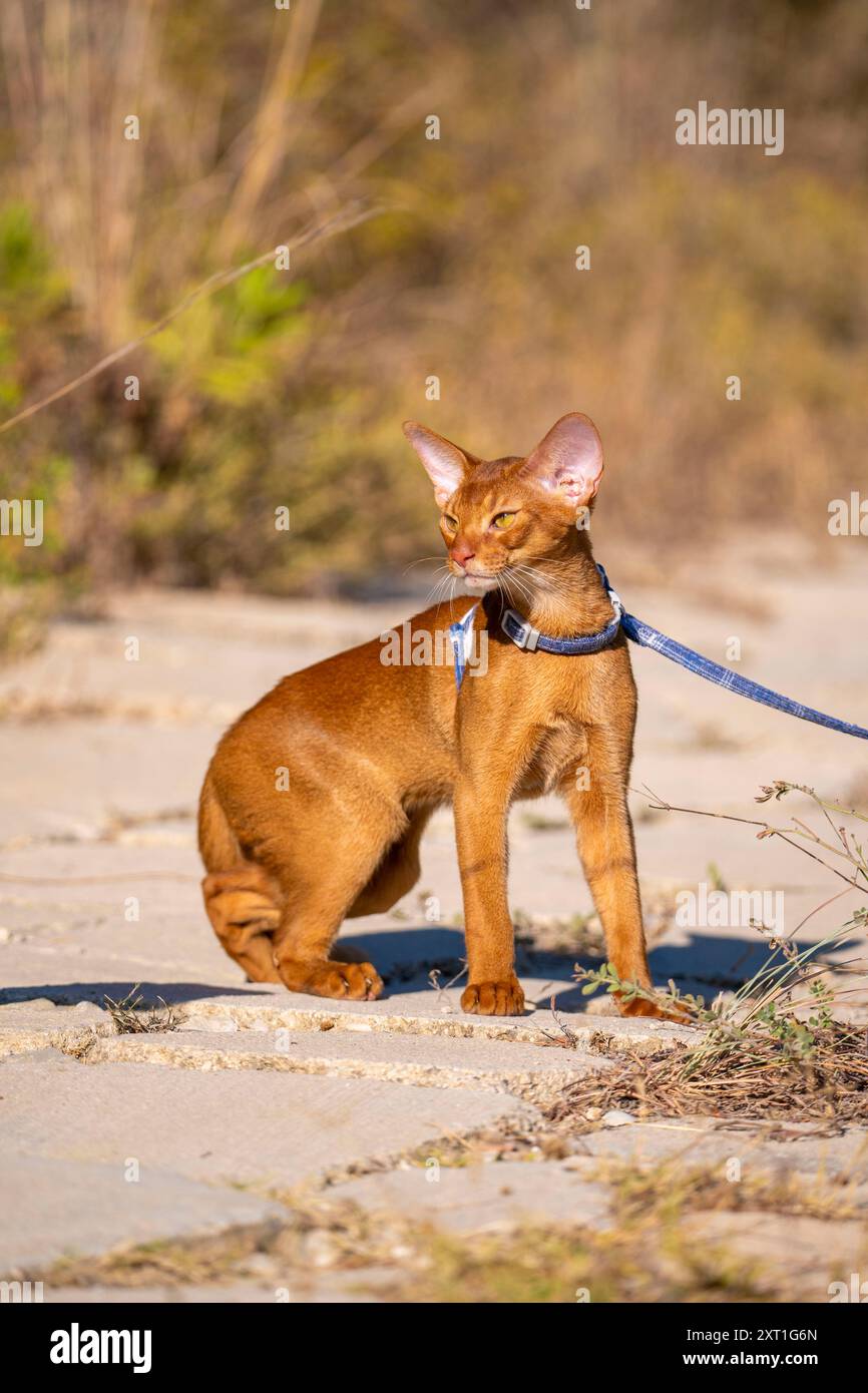 Abessinierkatze auf Rasen im Garten. Stockfoto