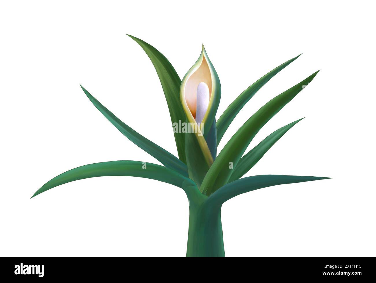 Eine detaillierte Illustration von Philodendron Cellum Stockfoto