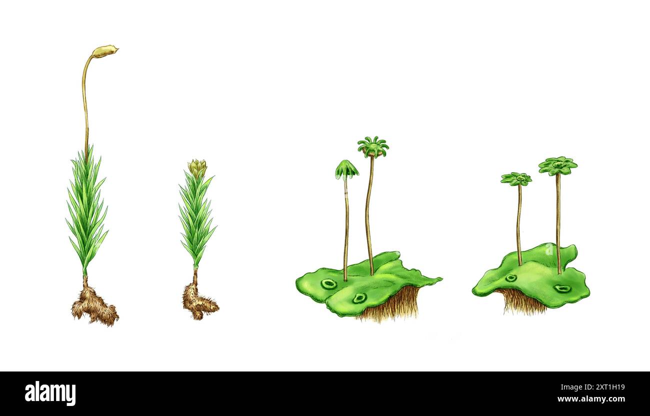 Eine detaillierte Illustration einer Art Moos Stockfoto