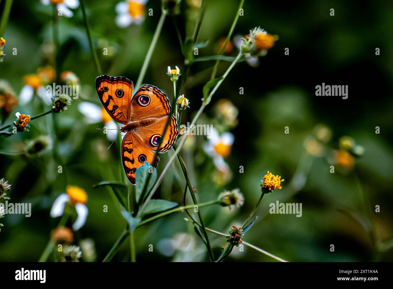 Wunderschöner Pfau Stiefmütterchen Schmetterling auf Blume im Sommergarten Stockfoto