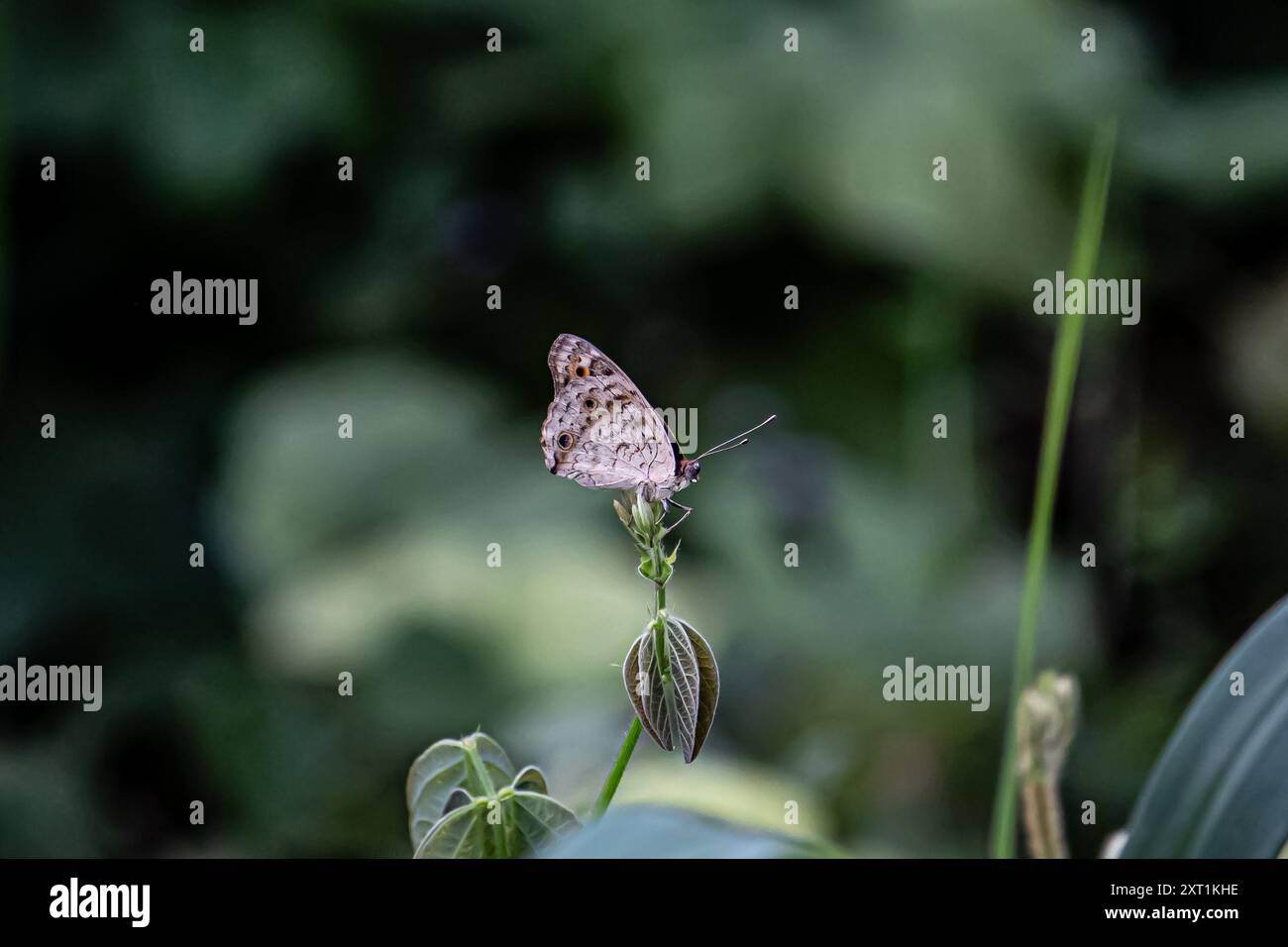 Wunderschöner Schmetterling im Sommergarten Stockfoto