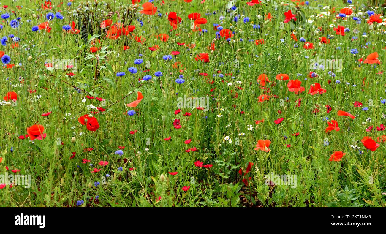Mohn auf einer wilden Blumenwiese. Stockfoto