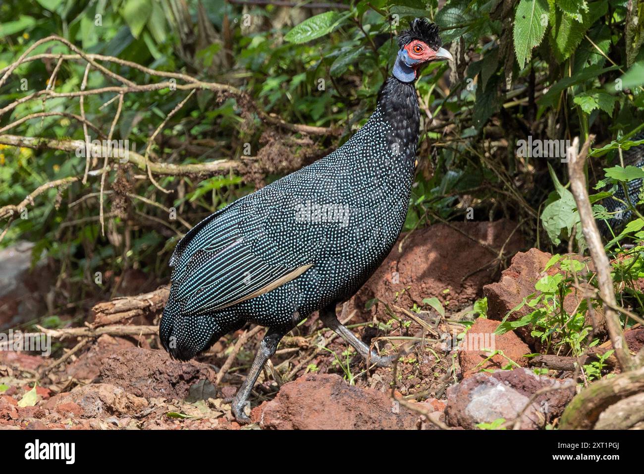 Östlicher Guineafowl, Ngorongoro-Krater, Tansania Stockfoto