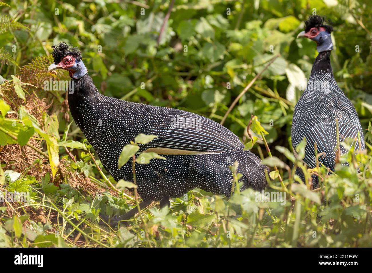 Östlicher Guineafowl, Ngorongoro-Krater, Tansania Stockfoto