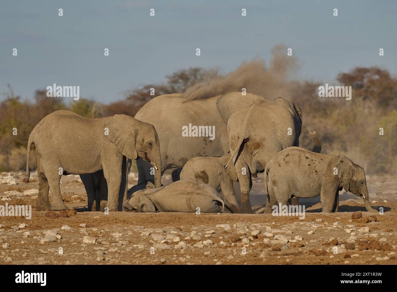 Afrikanische Elefanten (Loxodonta africana) haben ein Staubbad, nachdem sie an einem nahegelegenen Wasserloch im Etosha-Nationalpark in Namibia getrunken haben Stockfoto