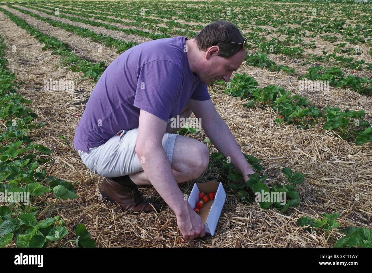 Ein Mann in legeren Klamotten pflückt Erdbeeren auf einer selbsterntenden Farm Stockfoto