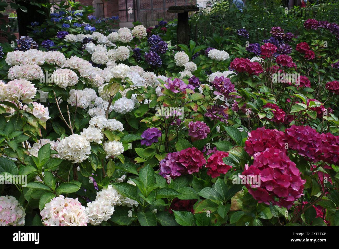 Hortensie-Büsche mit drei verschiedenen farbigen Blüten: Dunkelrosa, dunkelblau und weiß Stockfoto