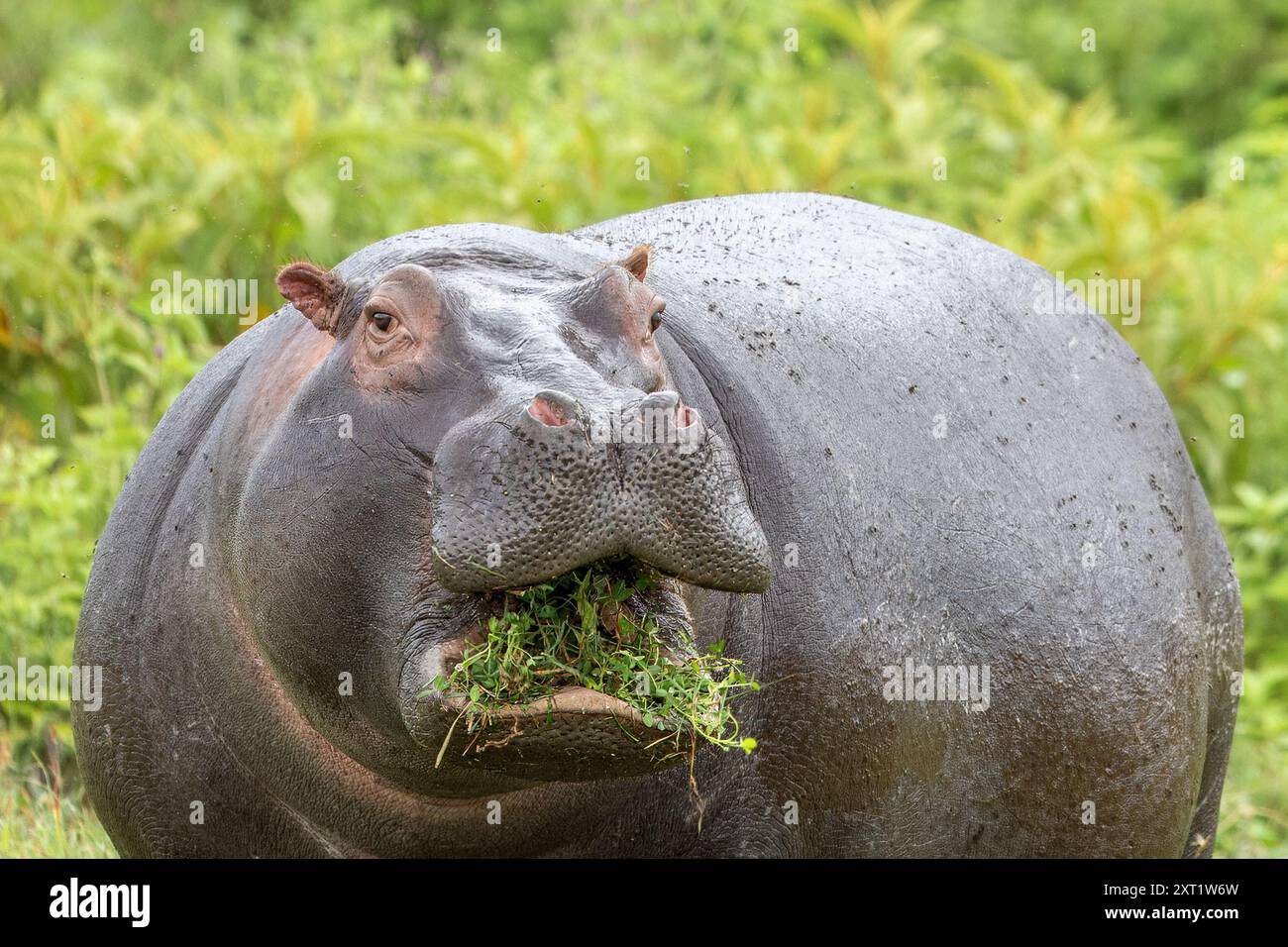 Flusspferde, Essen, Ngorongoro-Krater, Tansania Stockfoto