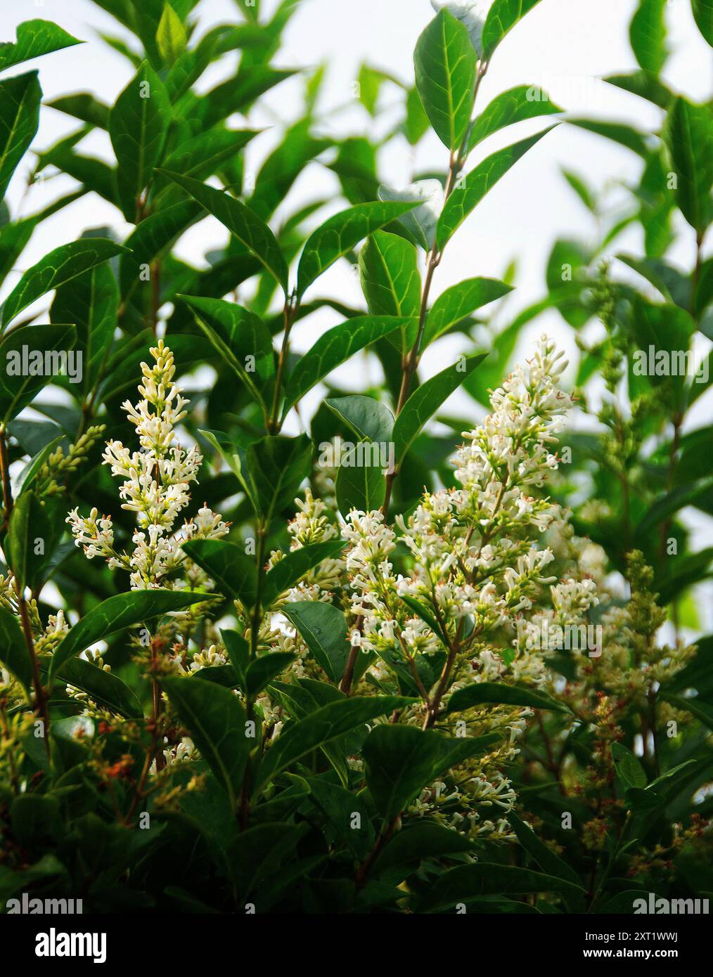 Ligustrum ovalifolium - gemeiner Privet in der Blüte Stockfoto