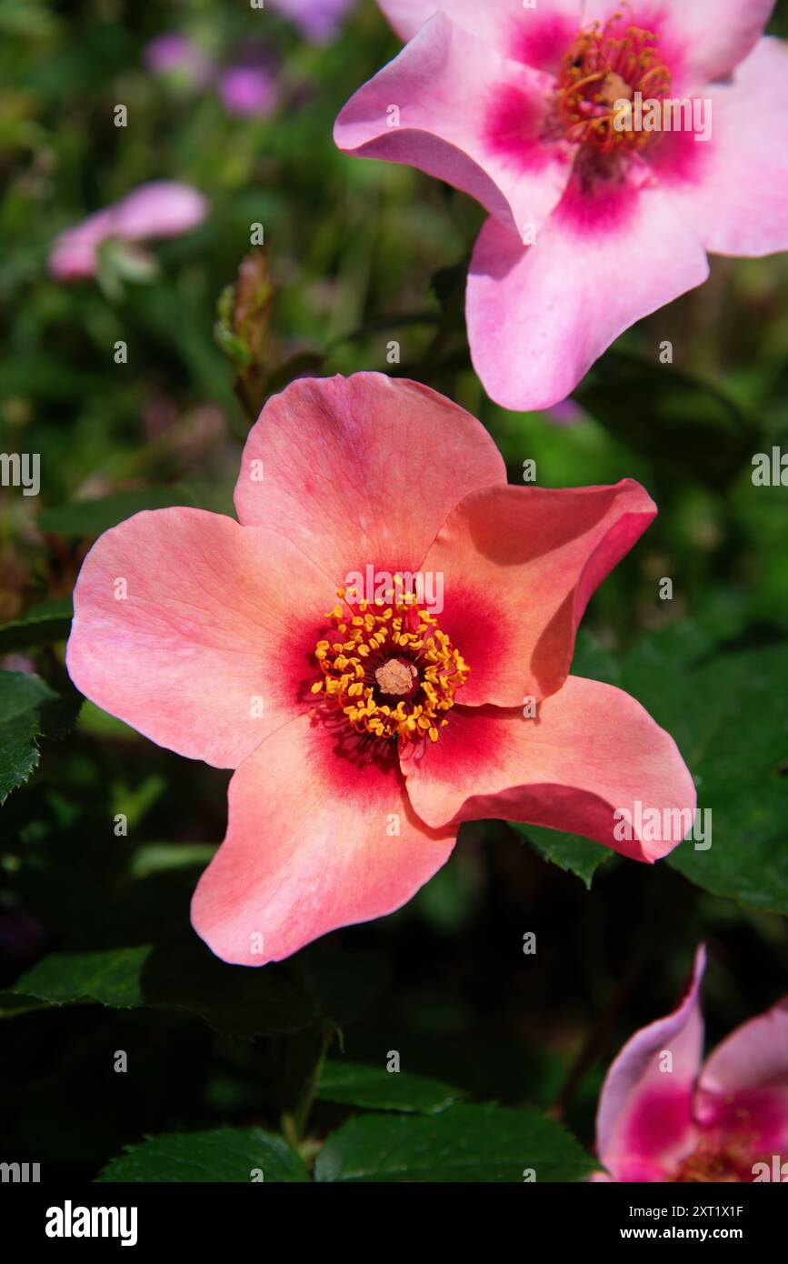Rosa "For Your Eyes Only" Stockfoto