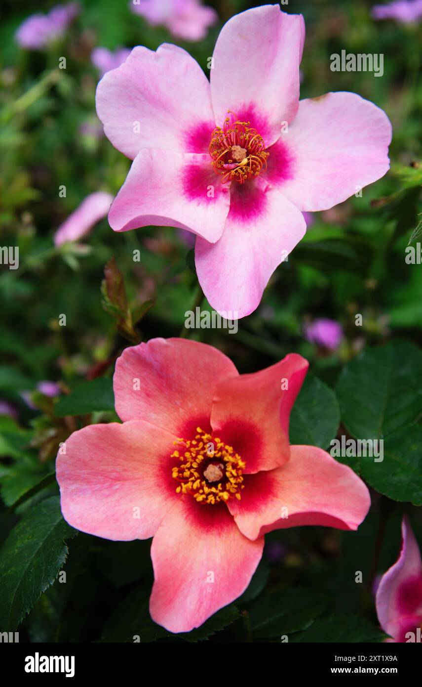 Rosa "For Your Eyes Only" Stockfoto