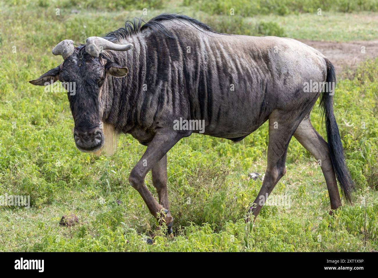 Westliche Weißbärtige Gnus, deformierte Hörner, Ngorongoro-Krater, Tansania Stockfoto