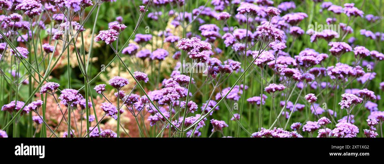 Die purpurnen Blumenköpfe der Verbena Bonariensis. Stockfoto Die purpurnen Blumenköpfe der Verbena Bonariensis. Stockfoto