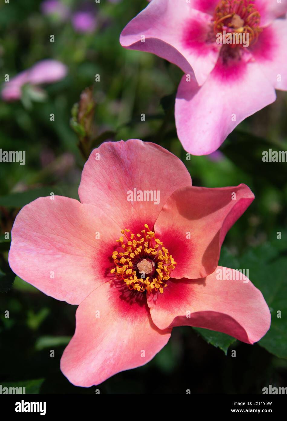 Rosa "For Your Eyes Only" Stockfoto