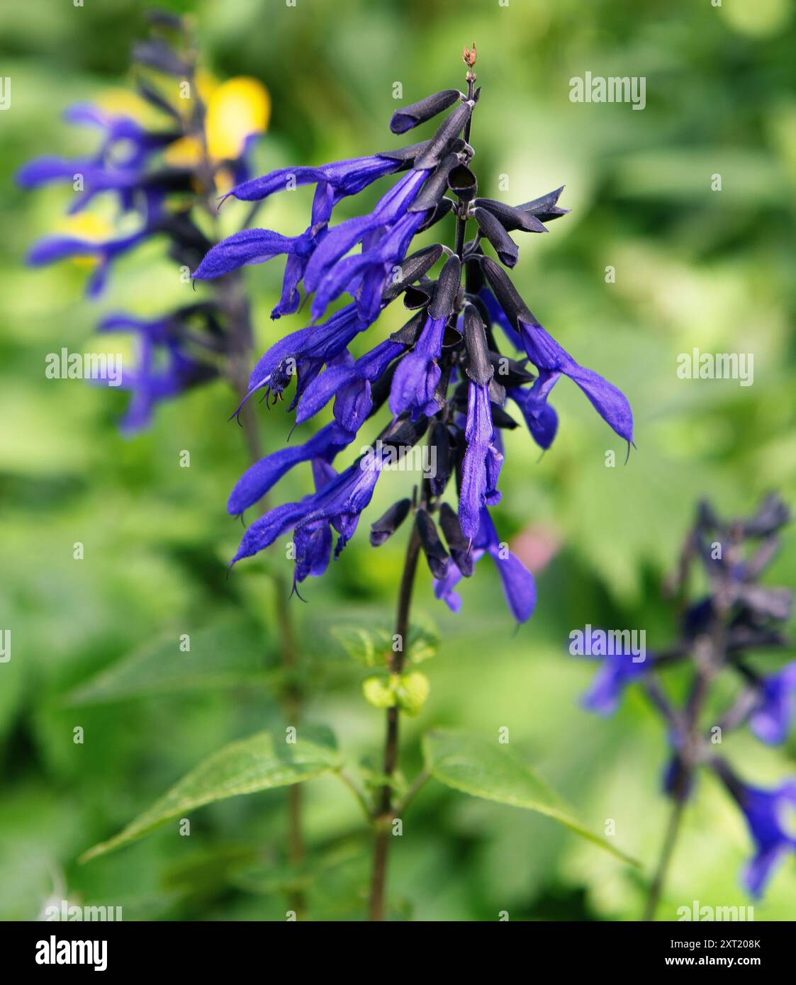 Salvia guaranitica „Black and Bloom“ A ist eine hohe Staude mit einem breiten Stamm von Stängeln, die dunkelgrüne ovate Blätter und lose Spitzen von lebhaftem Kobalt tragen Stockfoto