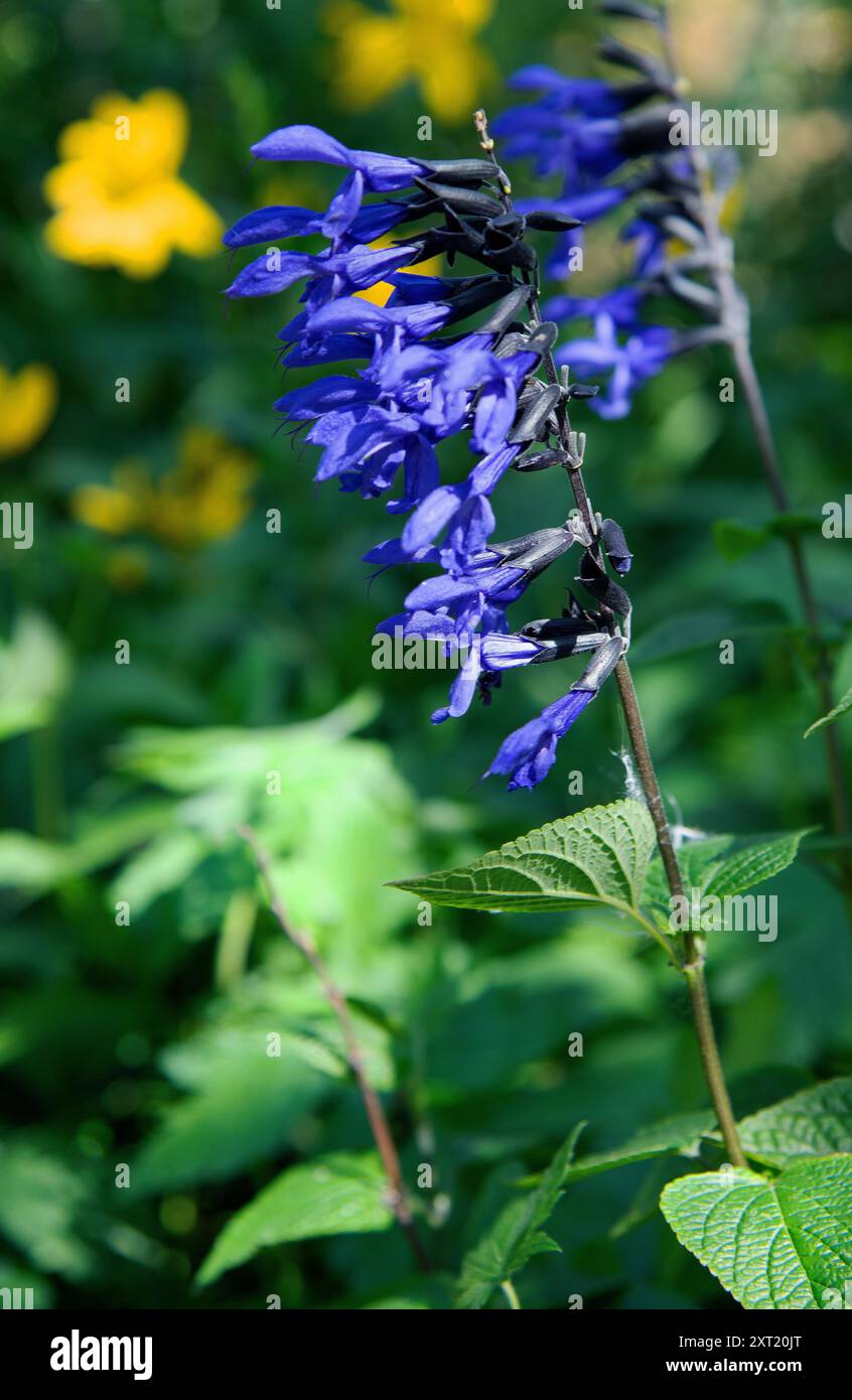 Salvia guaranitica „Black and Bloom“ Stockfoto