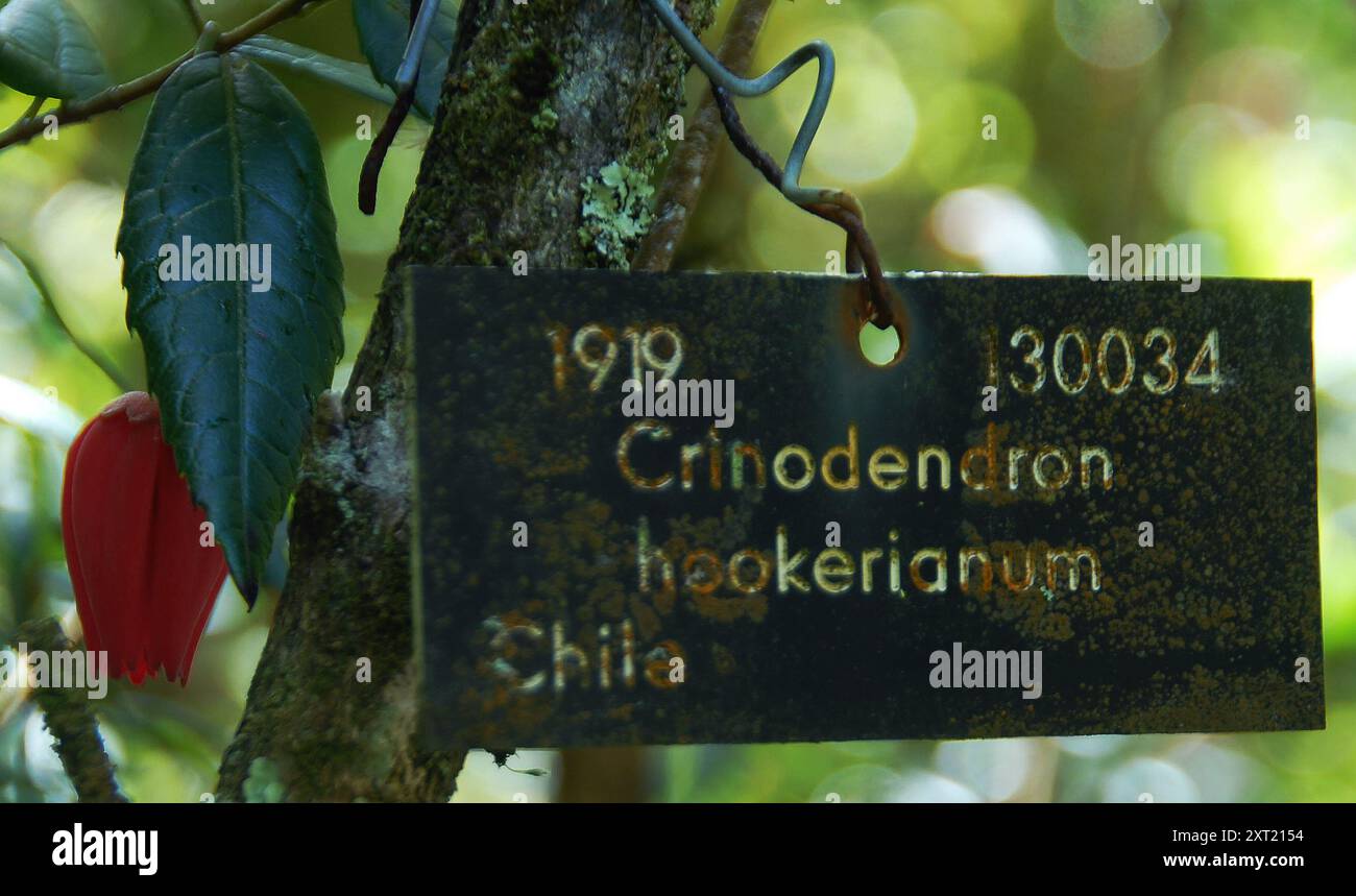 Pflanzenetikett für chilenischen Laternenbaum, Crinodendron hookerianum Stockfoto