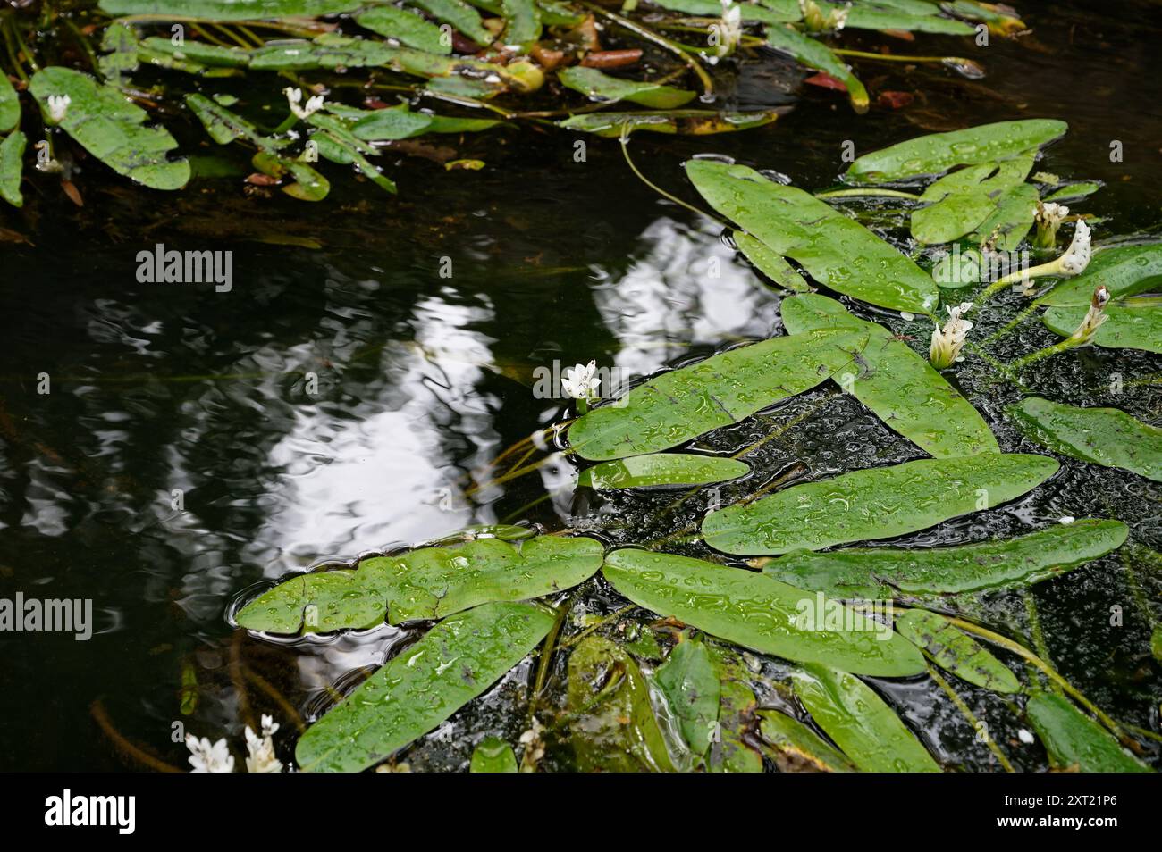 Nahaufnahme von Seerosen und Lilienpads, die mit Wassertropfen glitzern und die ruhige Schönheit eines Sintra-Teichs widerspiegeln Stockfoto