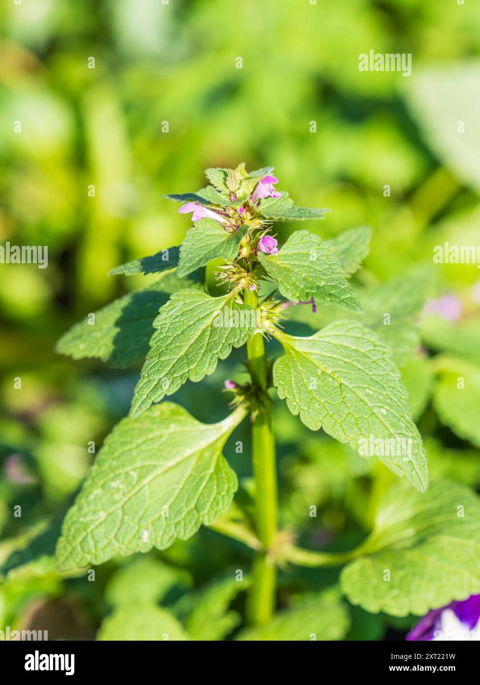 Rosafarbene Blüten von geflecktem Brennnessel Lamium maculatum. Heilpflanzen im Garten. Lamium maculatum. Lila Blumen Drache tote Brennnessel. Stockfoto